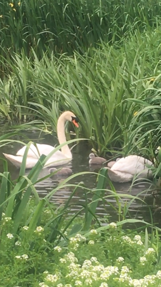 Mute Swan - ML619559378