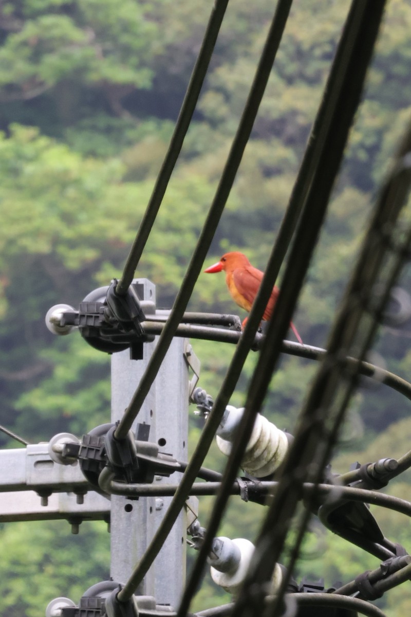 Ruddy Kingfisher - 瑞珍 楊