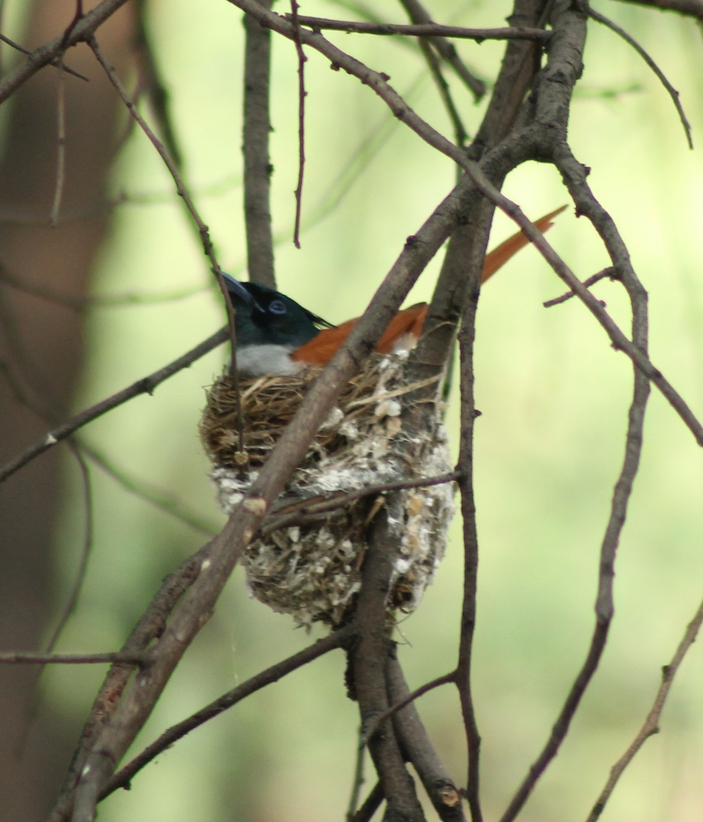 Indian Paradise-Flycatcher - Madhavi Babtiwale