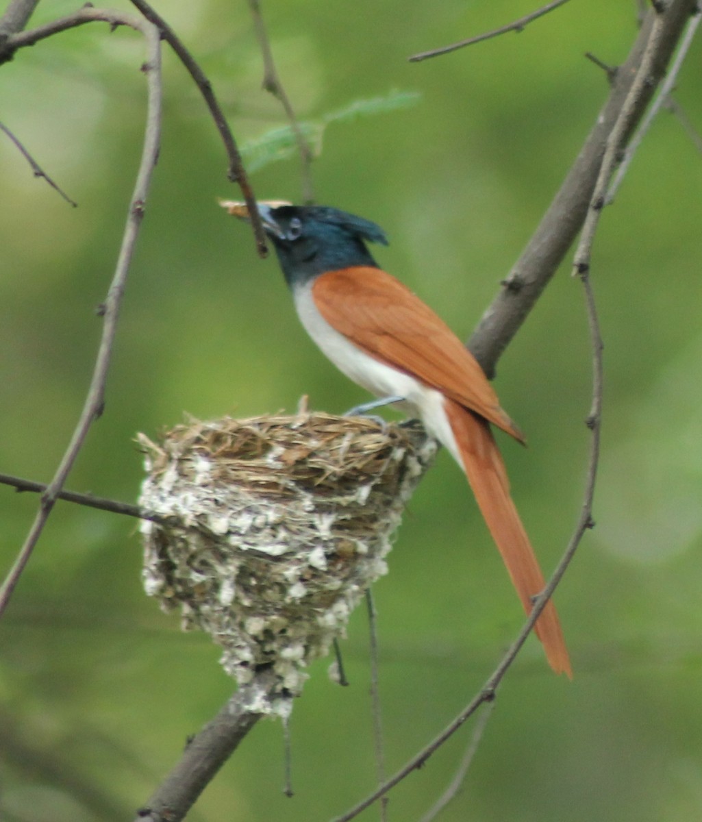 Indian Paradise-Flycatcher - Madhavi Babtiwale