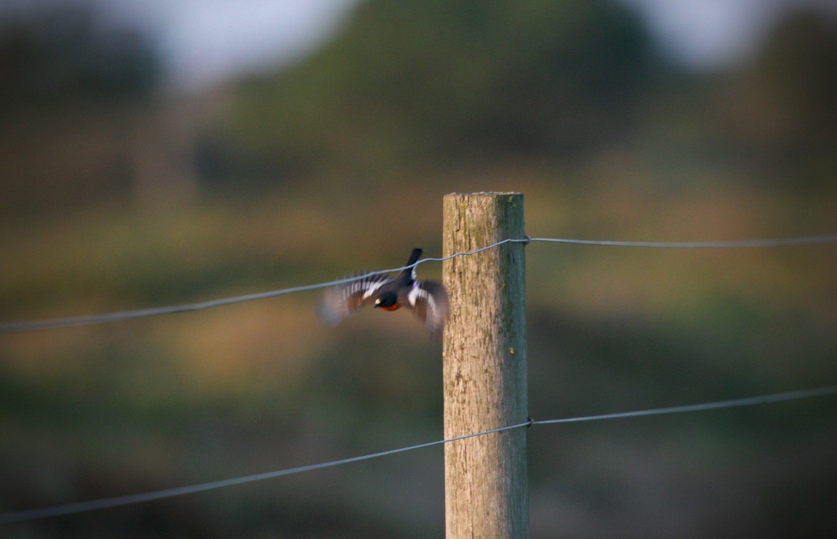 Flame Robin - David  Tytherleigh