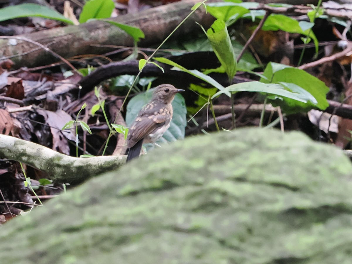 White-rumped Shama - ML619559389