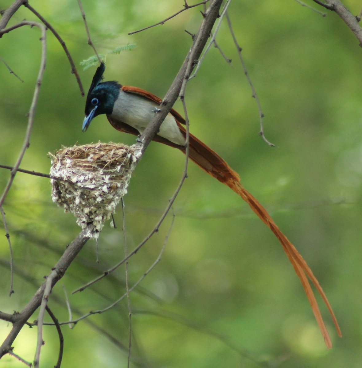 Indian Paradise-Flycatcher - Madhavi Babtiwale