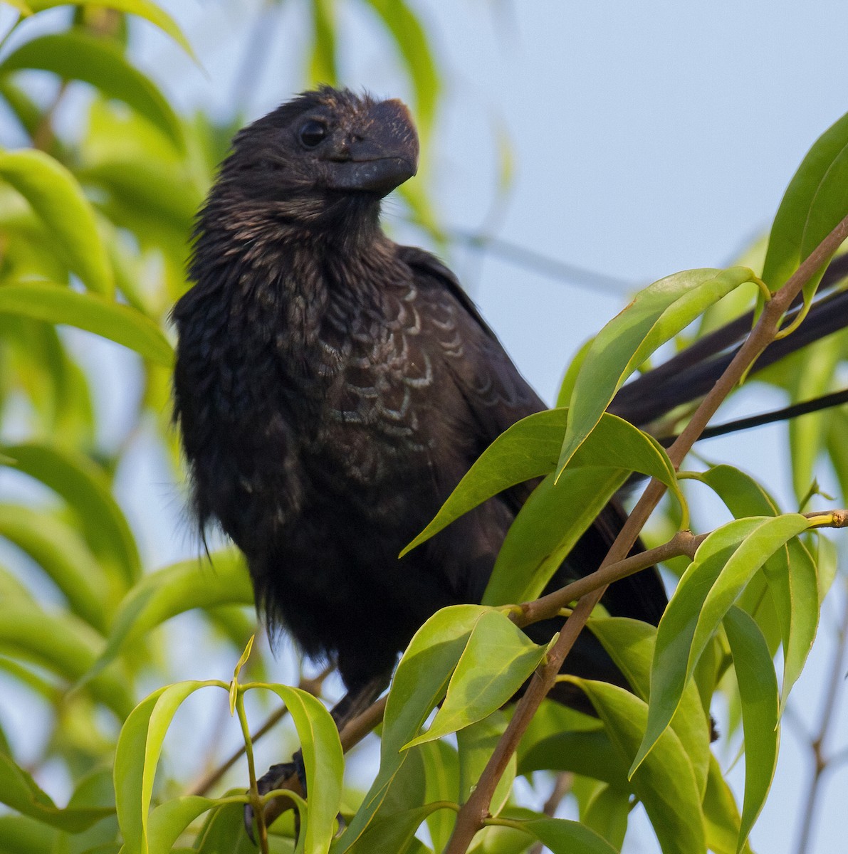 Smooth-billed Ani - José Martín