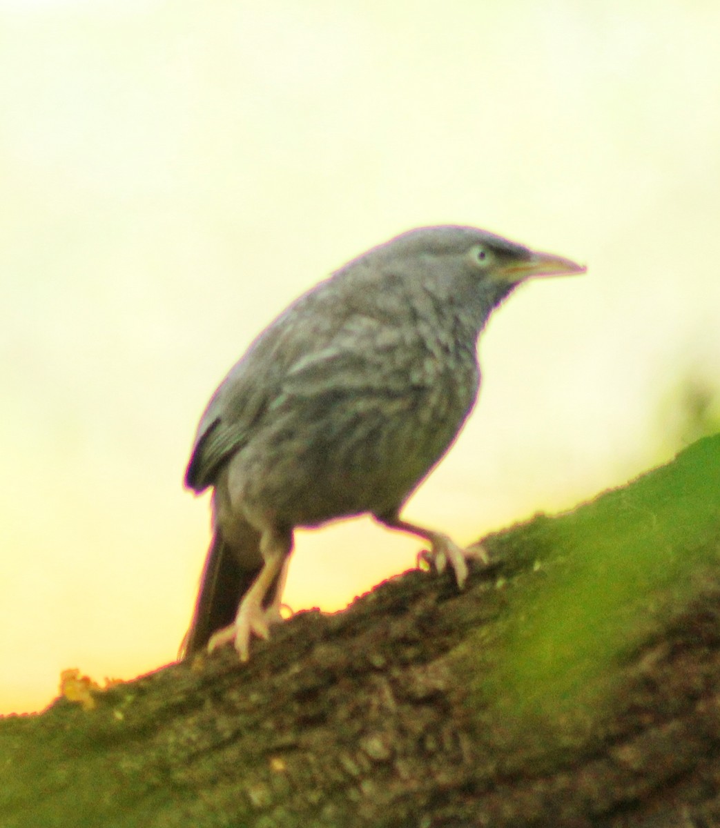 Jungle Babbler - ML619559405