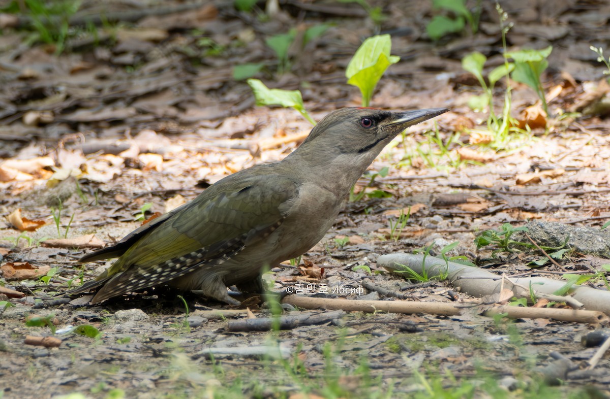 Gray-headed Woodpecker - Min-Ho Kim