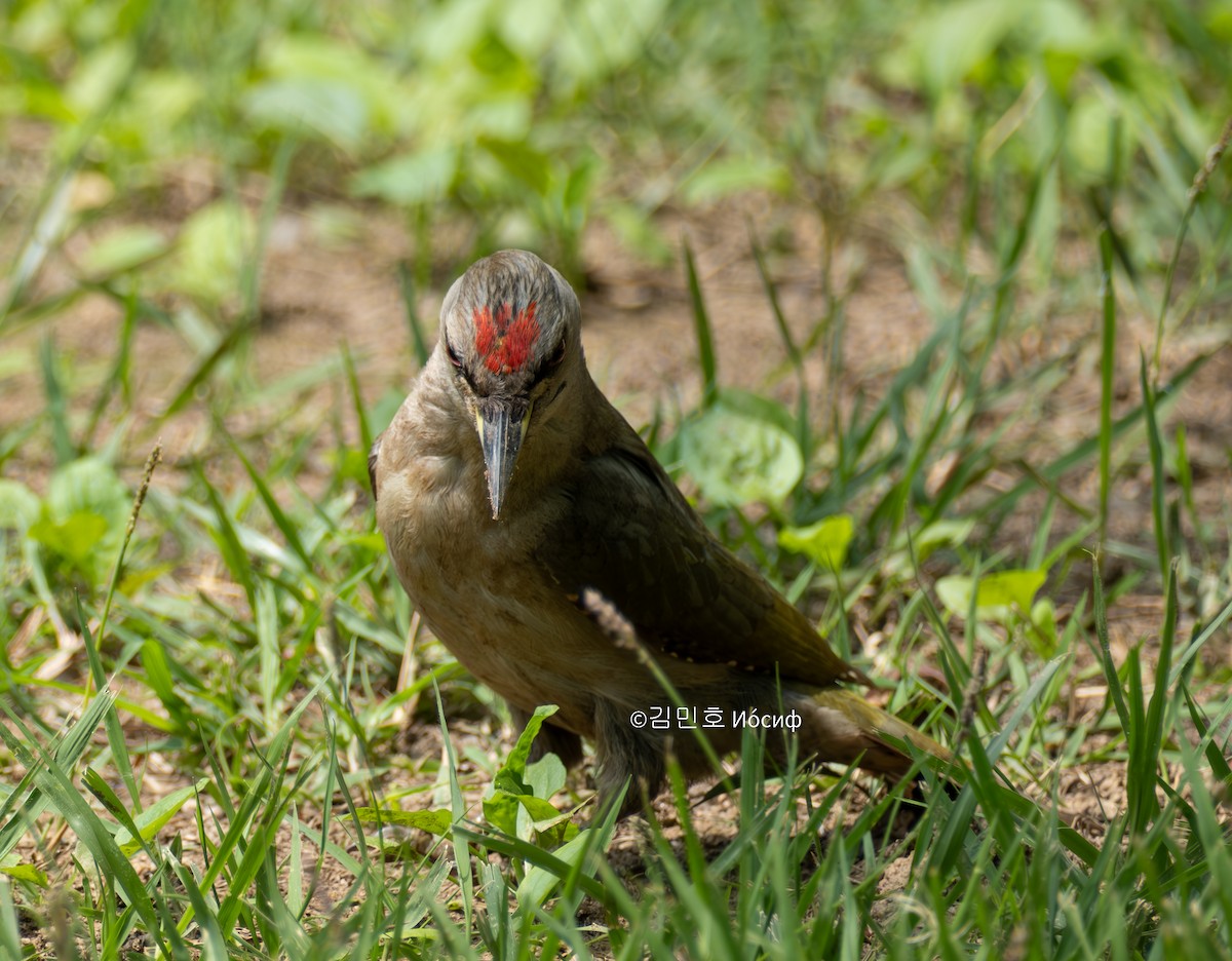 Gray-headed Woodpecker - Min-Ho Kim