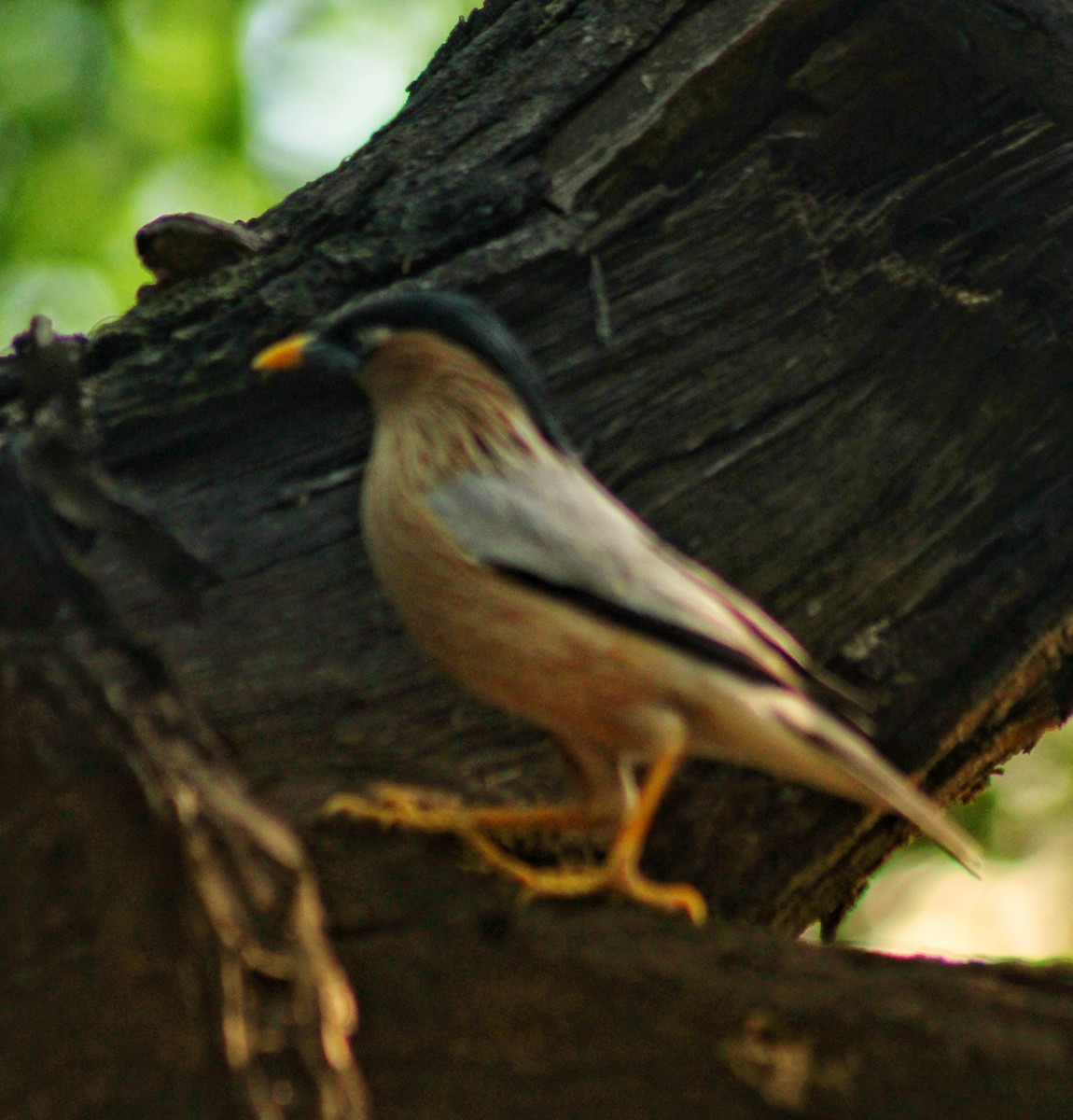 Brahminy Starling - Madhavi Babtiwale