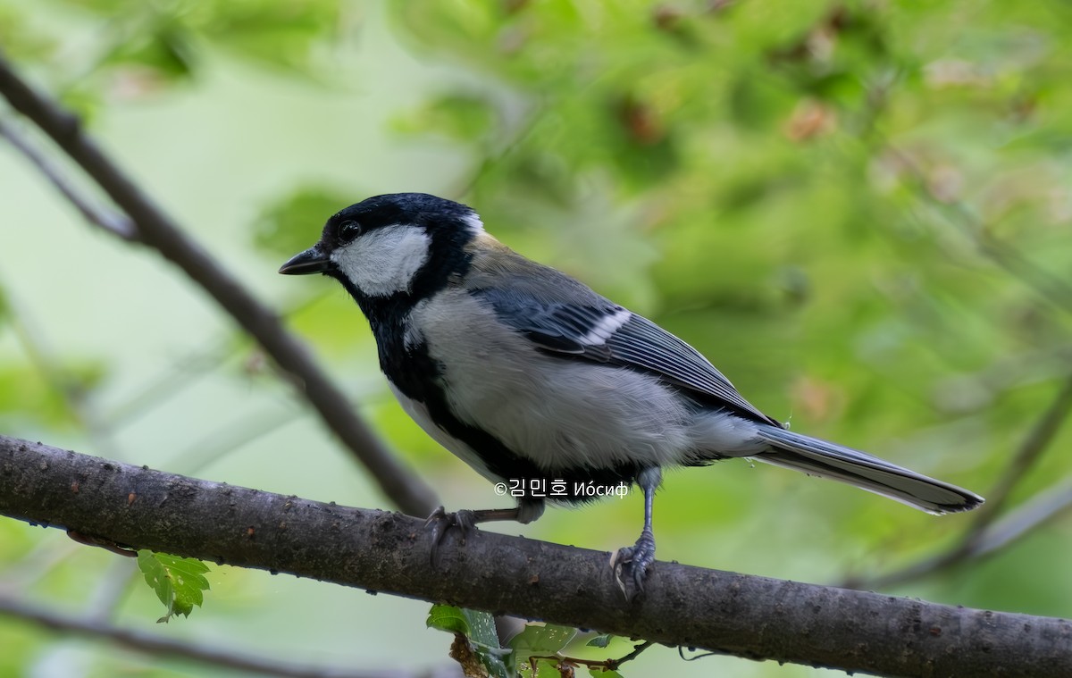 Japanese Tit - Min-Ho Kim