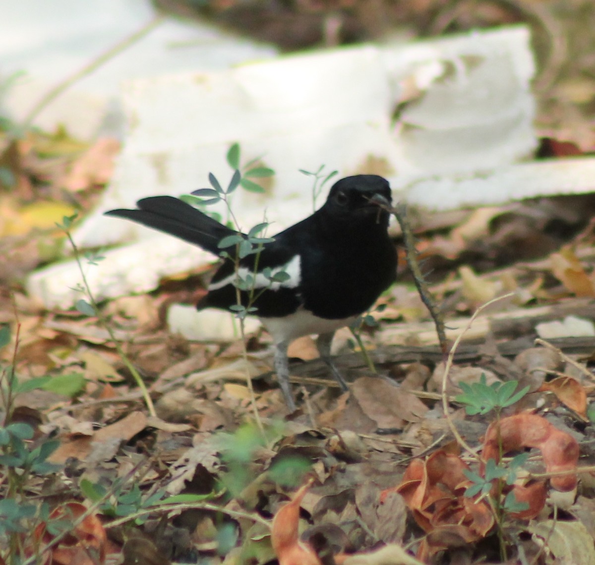 Oriental Magpie-Robin - Madhavi Babtiwale