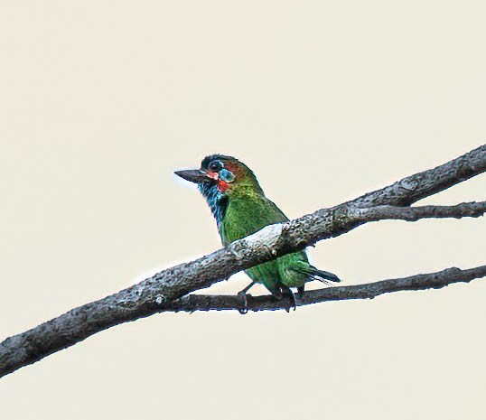 Mavi Kulaklı Barbet - ML619559420