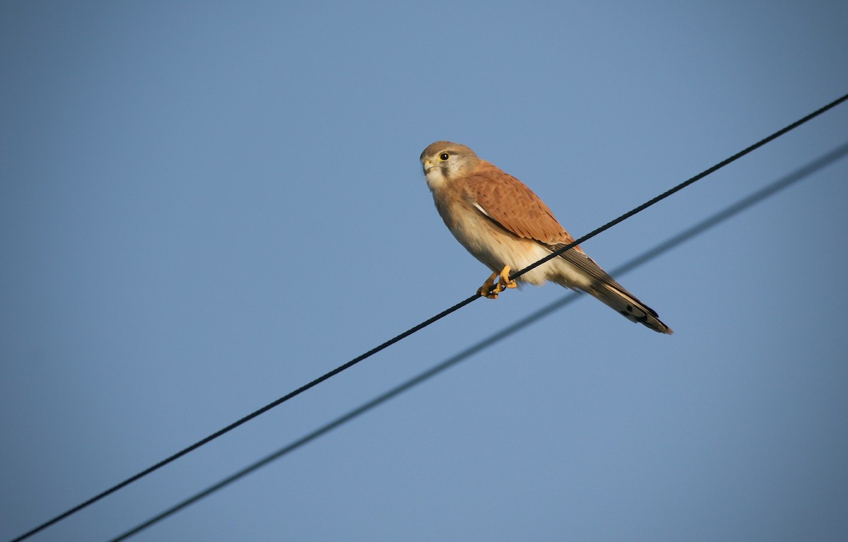 Nankeen Kestrel - David  Tytherleigh