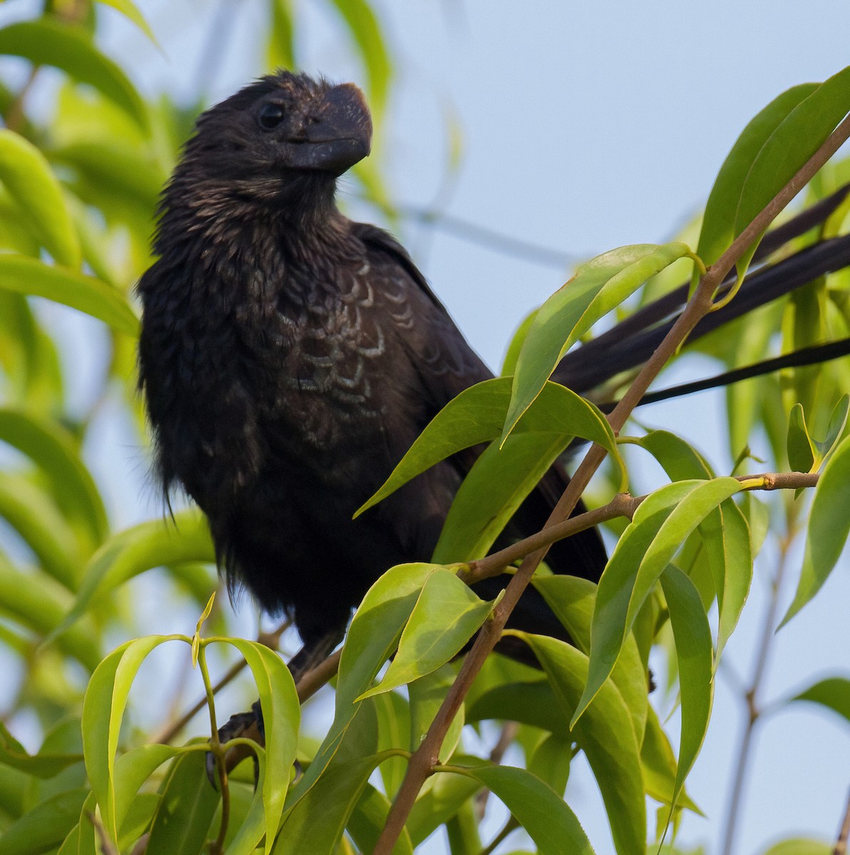 Smooth-billed Ani - José Martín