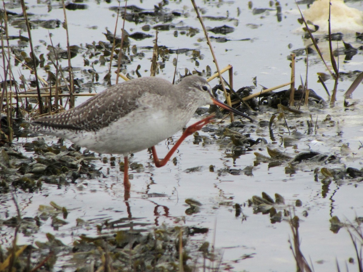 Spotted Redshank - Peter Milinets-Raby