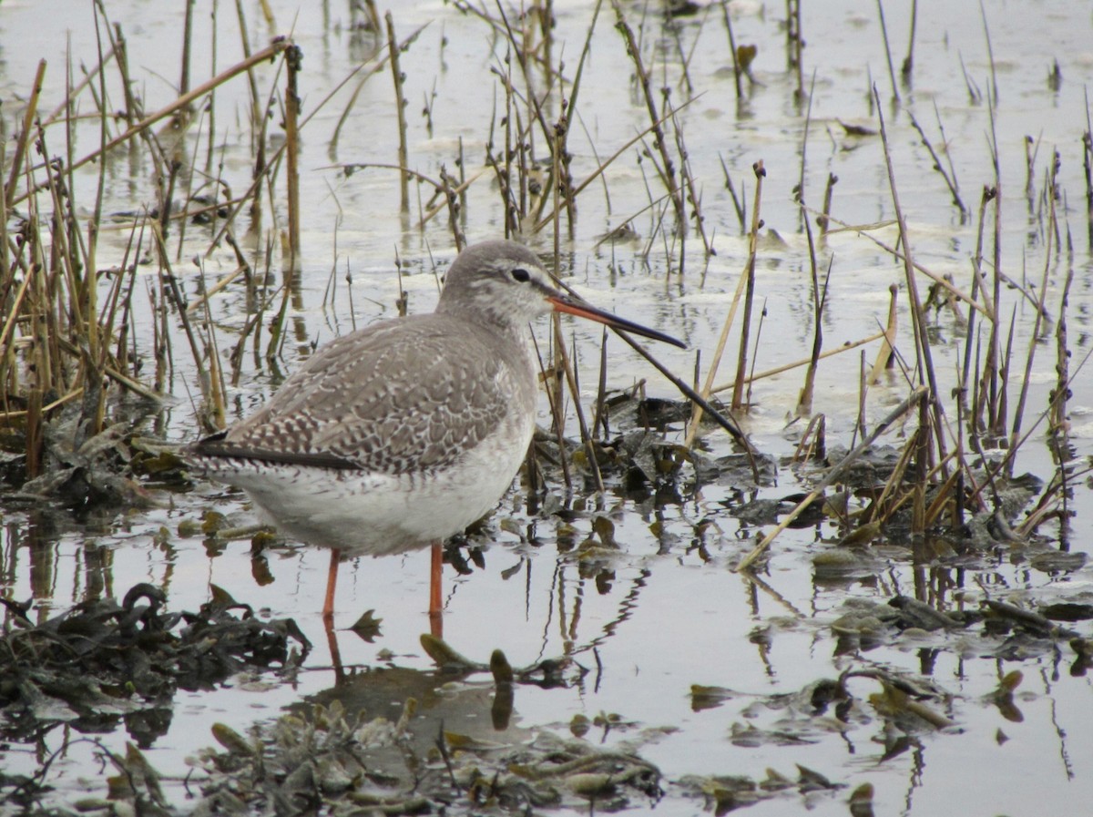 Spotted Redshank - Peter Milinets-Raby