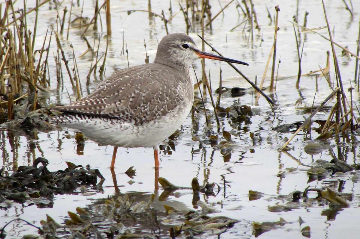 Spotted Redshank - Peter Milinets-Raby