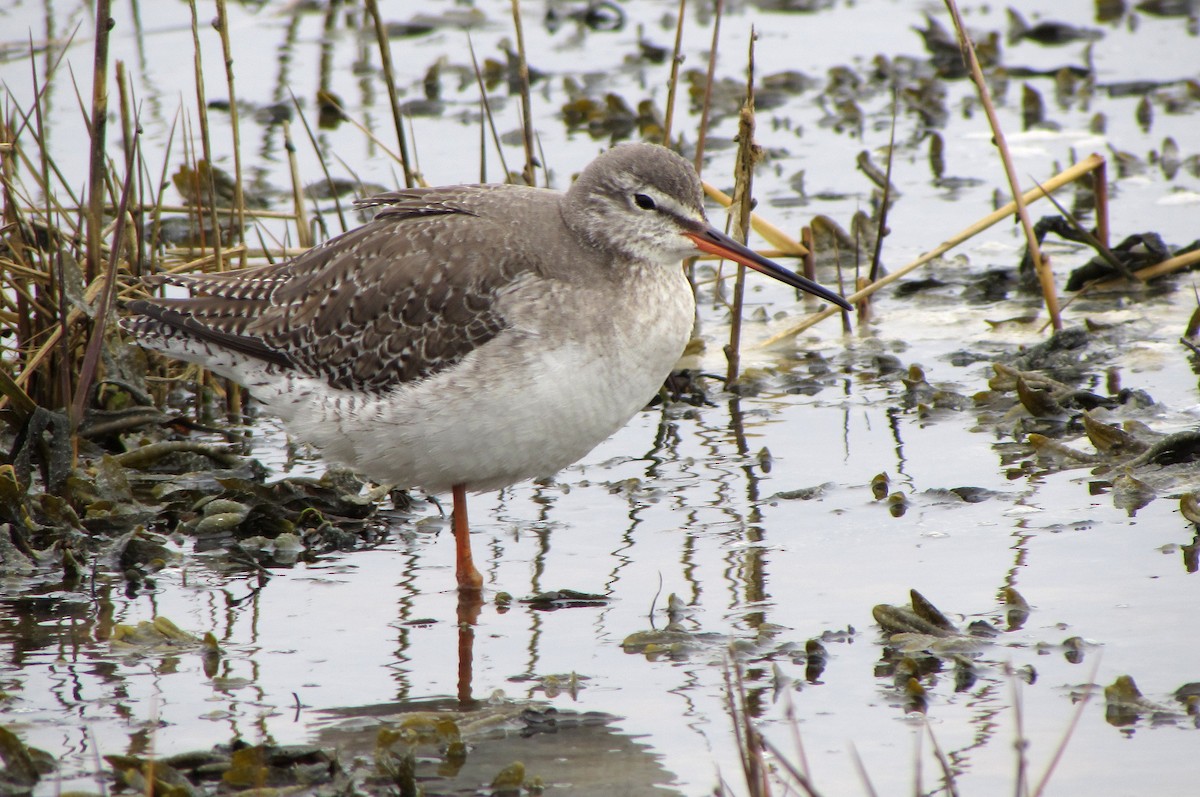 Spotted Redshank - Peter Milinets-Raby