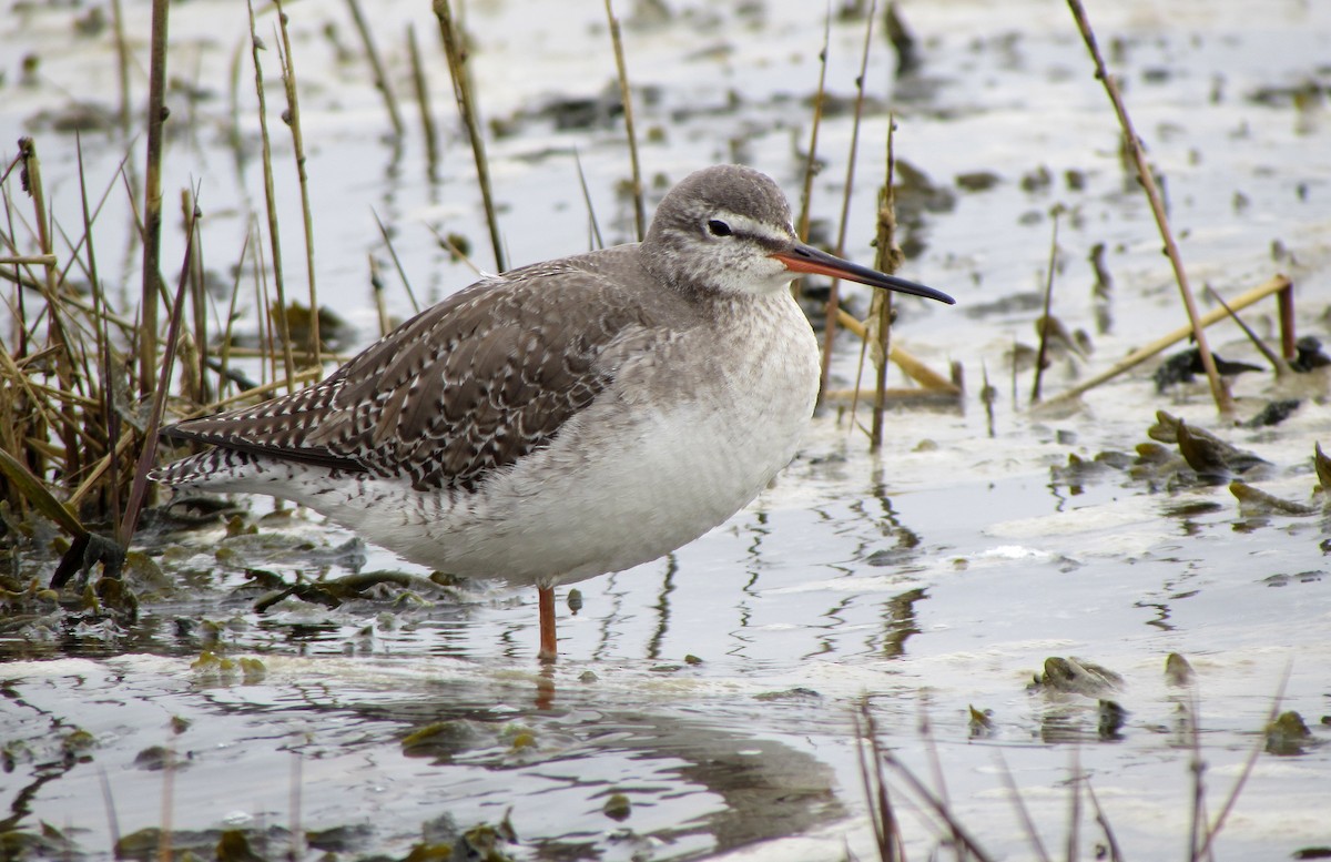 Spotted Redshank - Peter Milinets-Raby