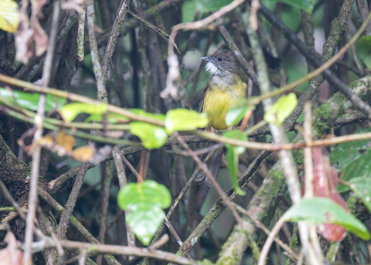 Brown-cheeked Bulbul - ML619559435