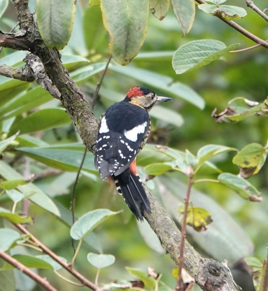 Darjeeling Woodpecker - Zhongyu Wang