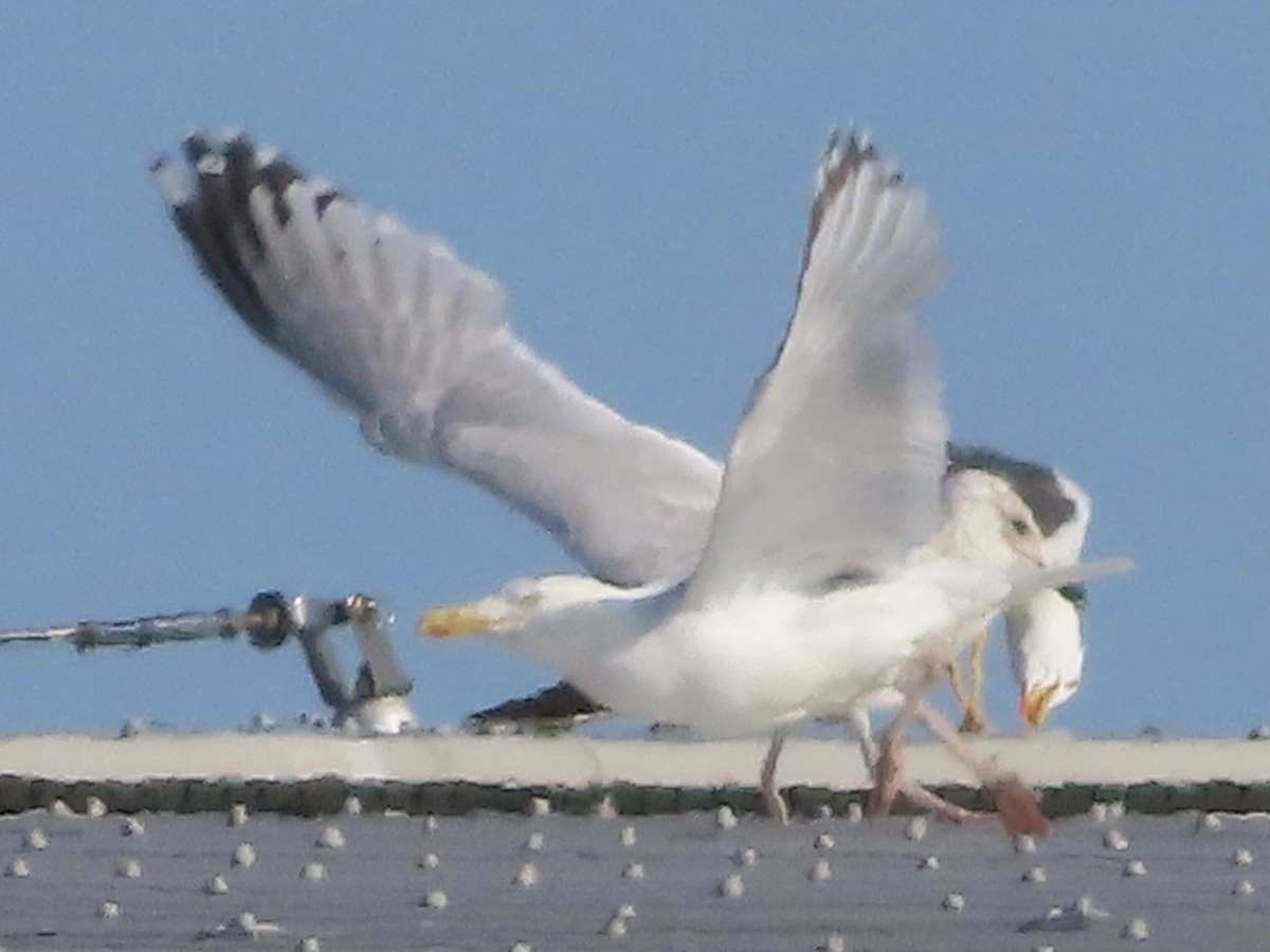 Herring Gull - christopher stuart elmer