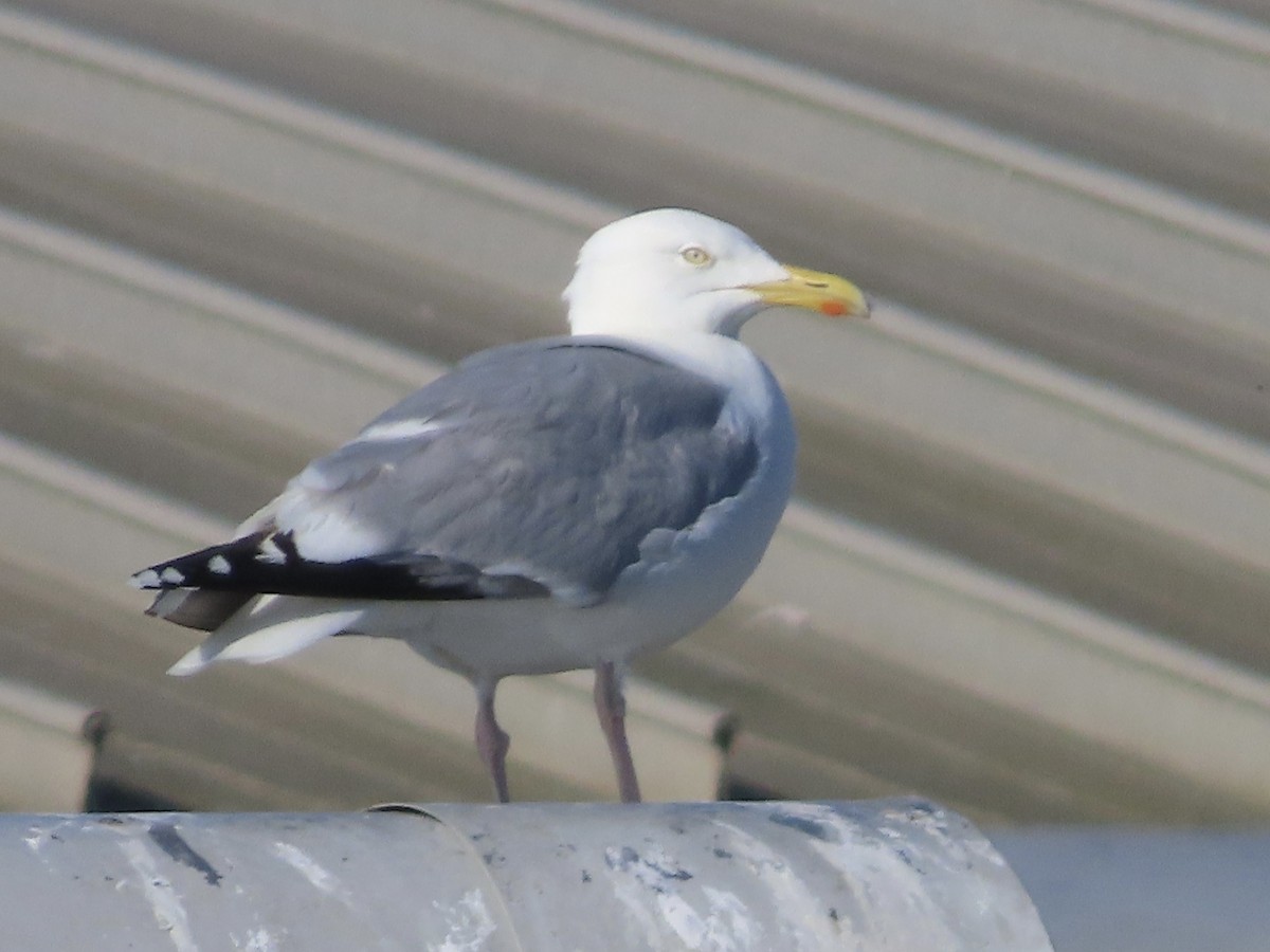 Herring Gull - christopher stuart elmer