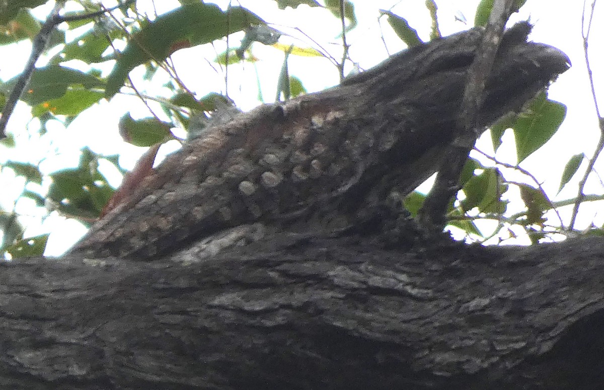 Tawny Frogmouth - ML619559441