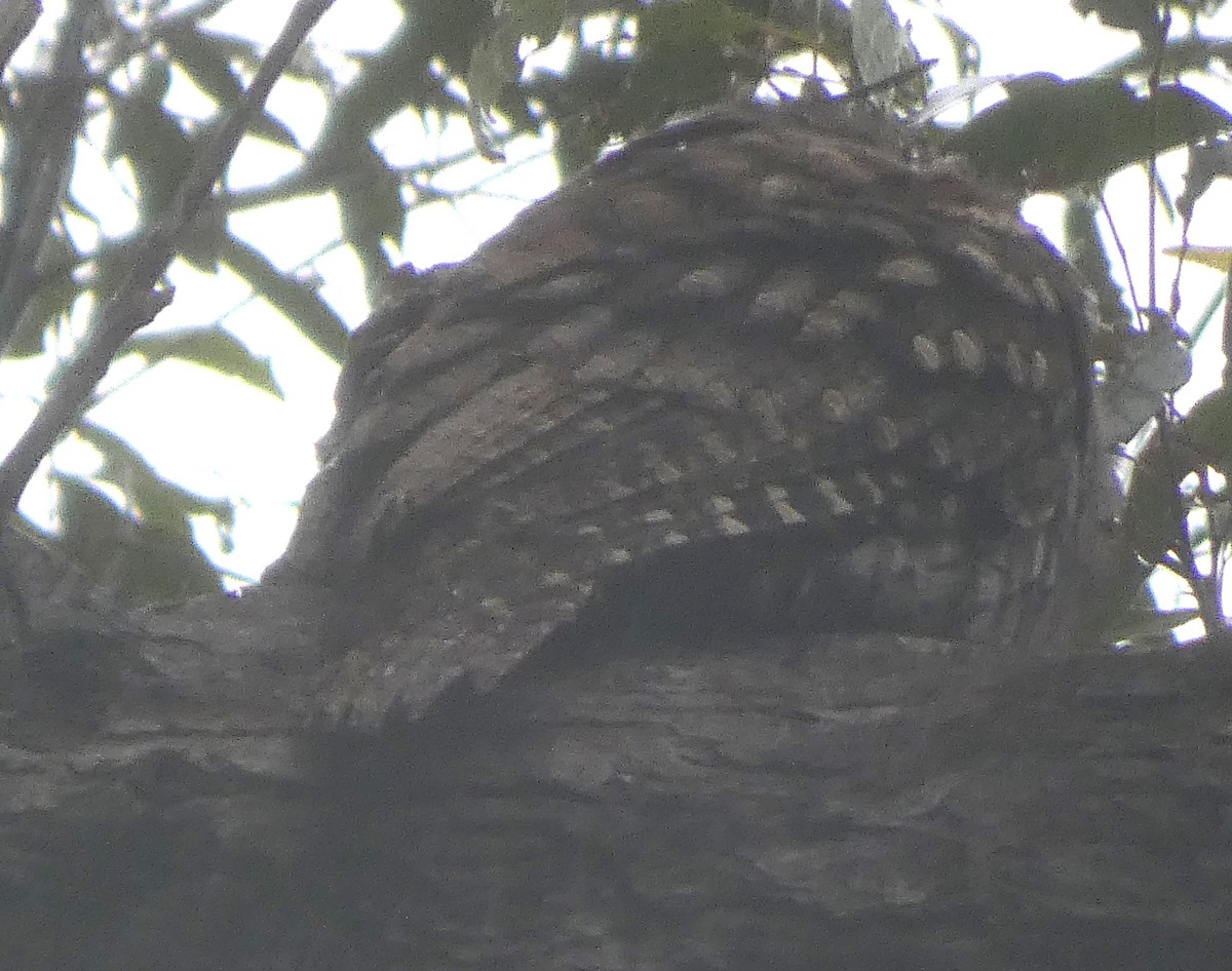 Tawny Frogmouth - ML619559443