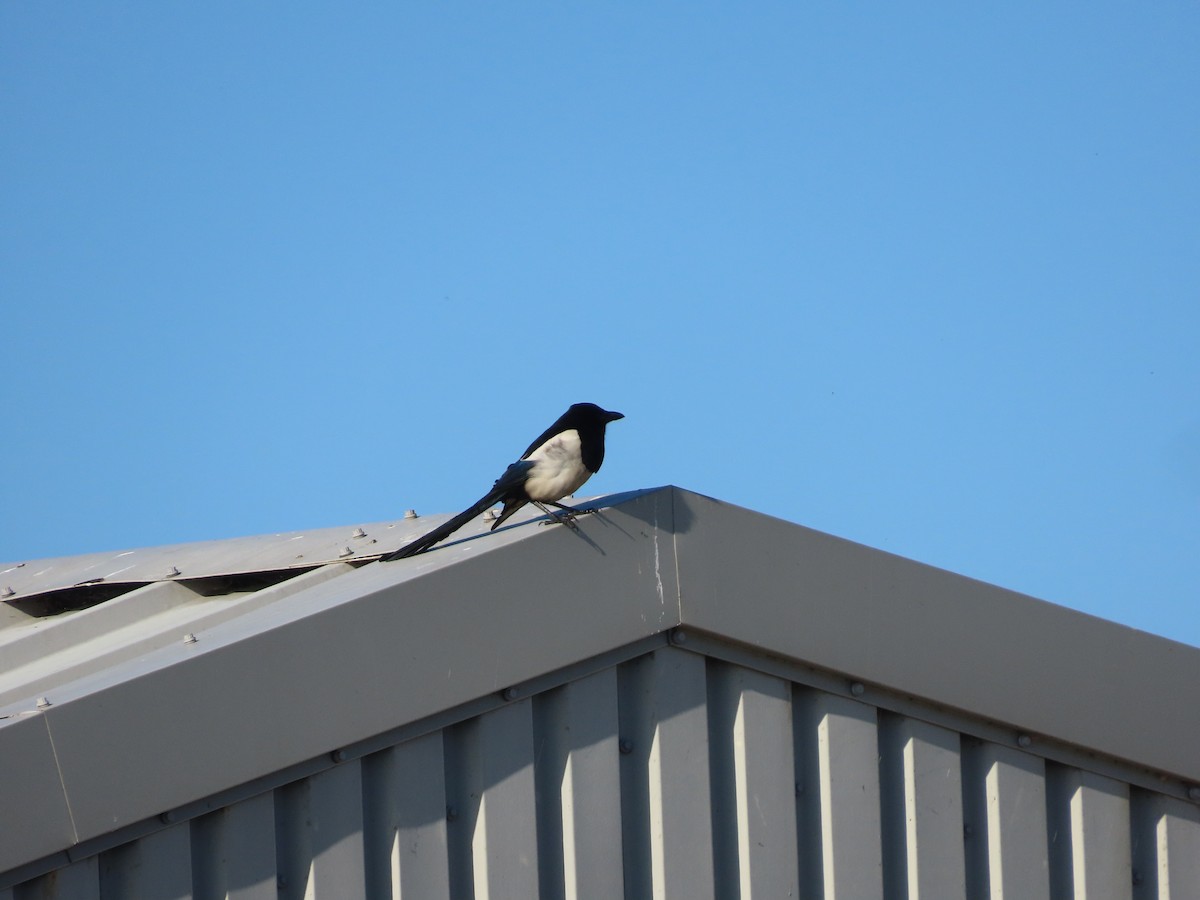 Eurasian Magpie - christopher stuart elmer