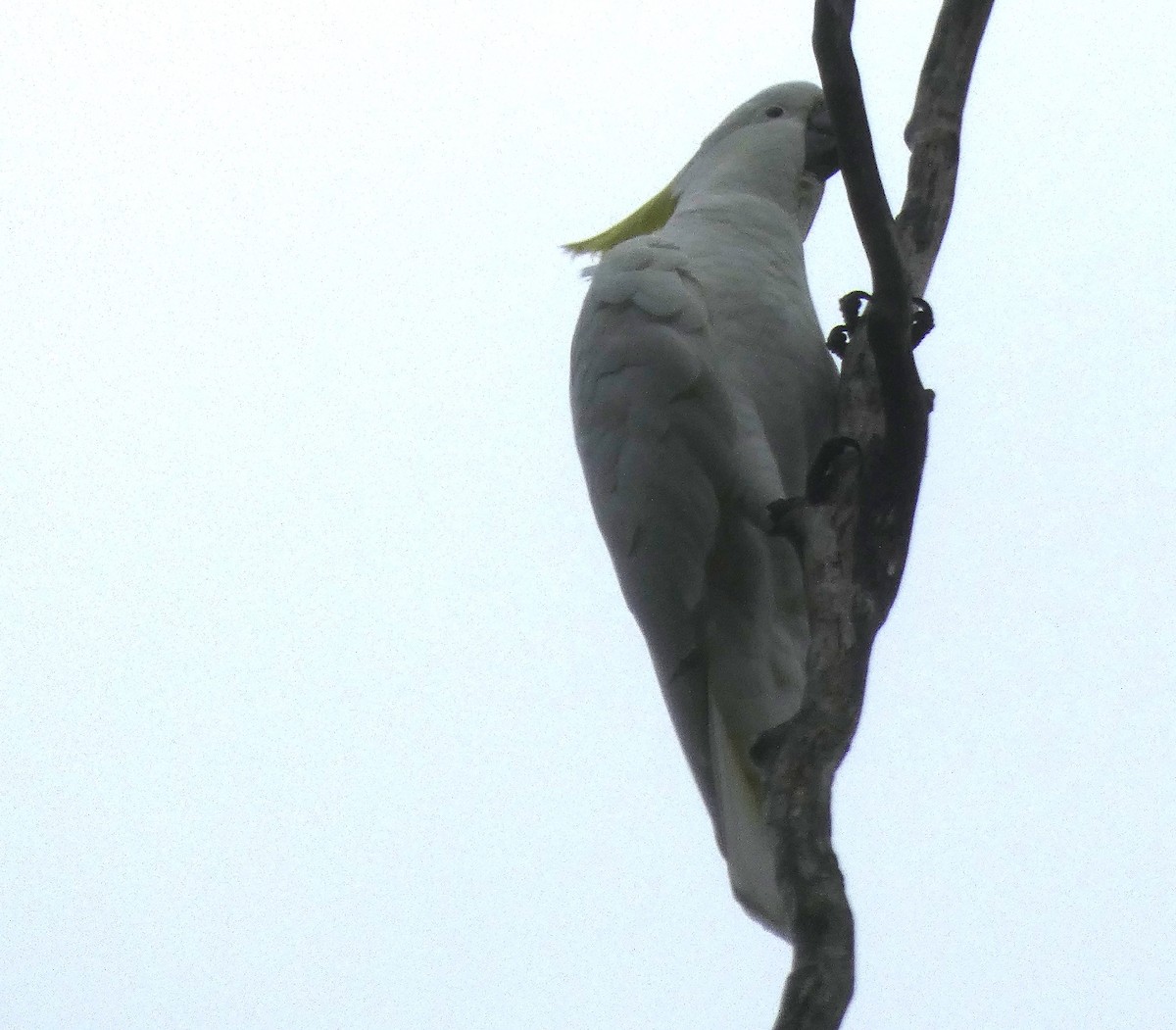 Sulphur-crested Cockatoo - Mark Tarnawski