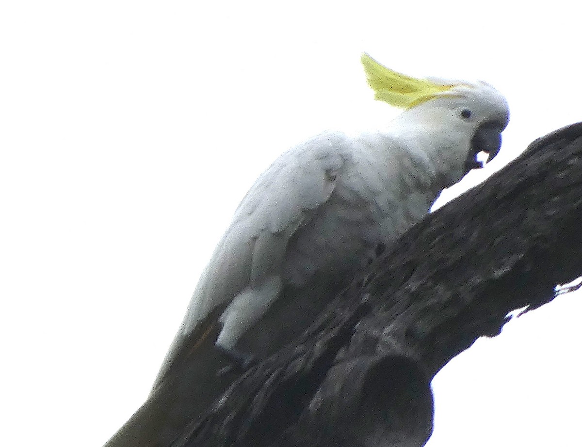 Sulphur-crested Cockatoo - Mark Tarnawski