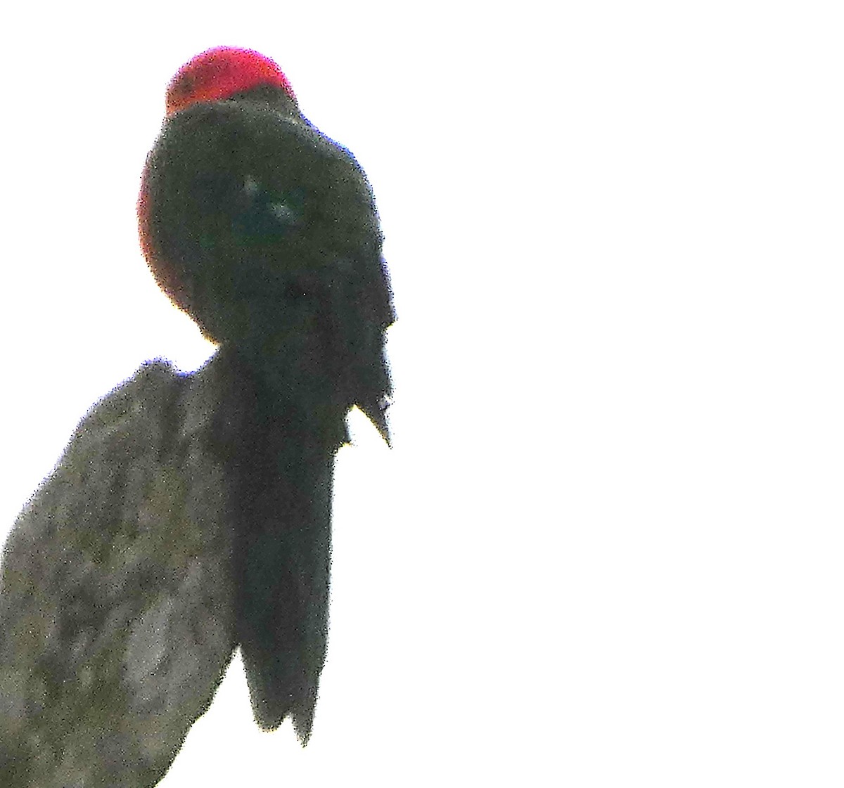 Australian King-Parrot - Mark Tarnawski