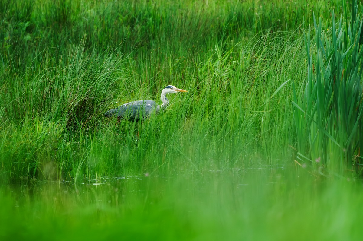 Gray Heron - Sara Nowak