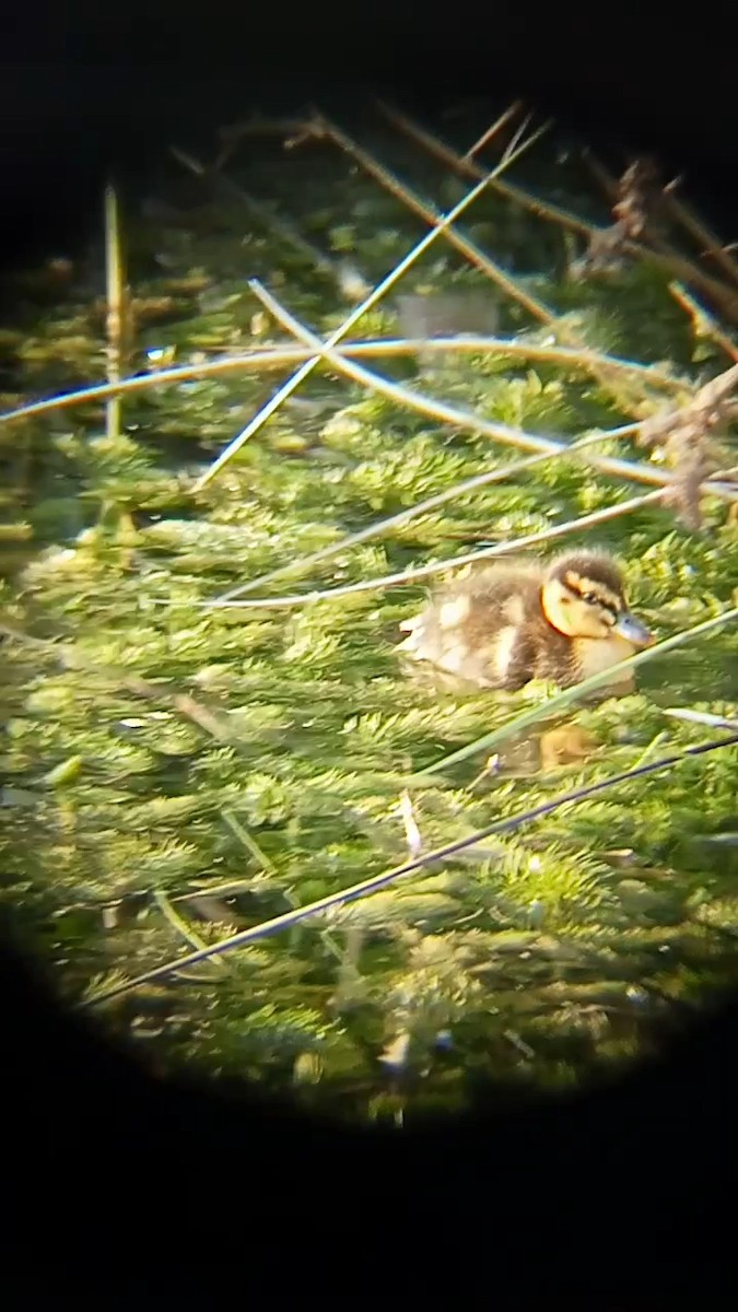 Mallard - Laurent Pascual-Le Tallec