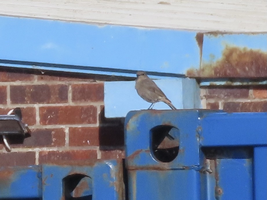 Black Redstart - christopher stuart elmer