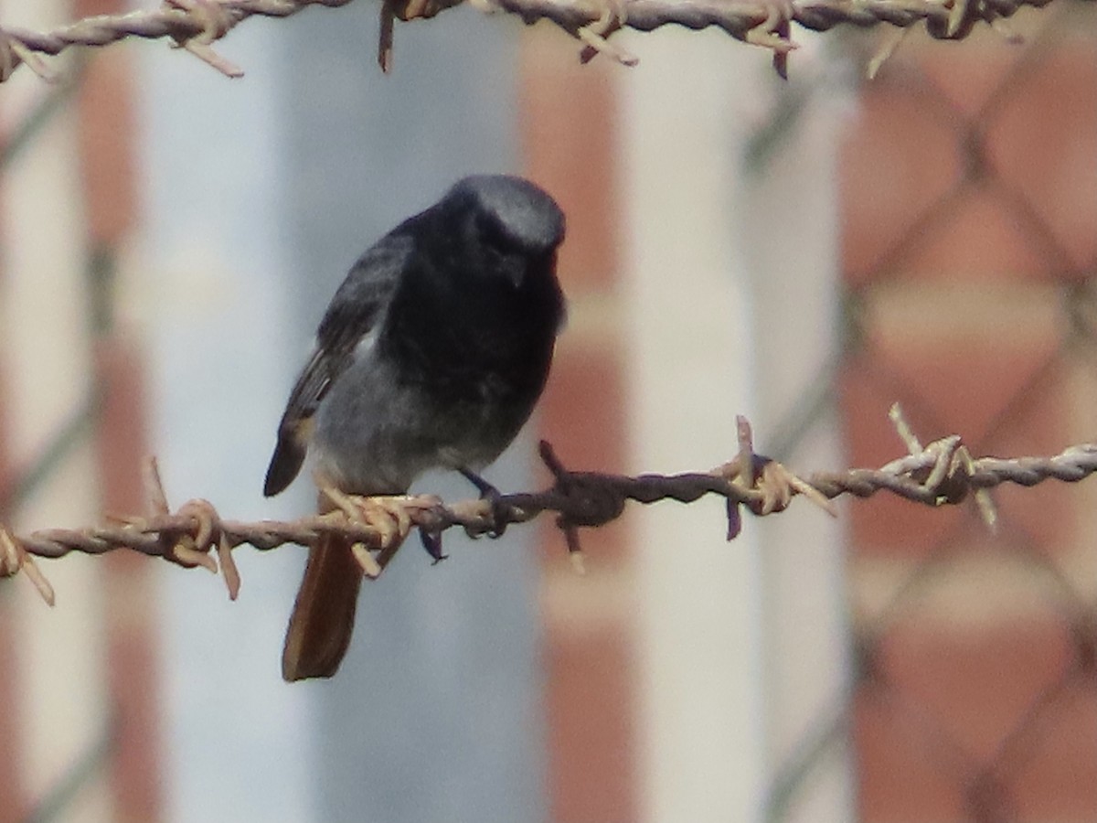 Black Redstart - christopher stuart elmer