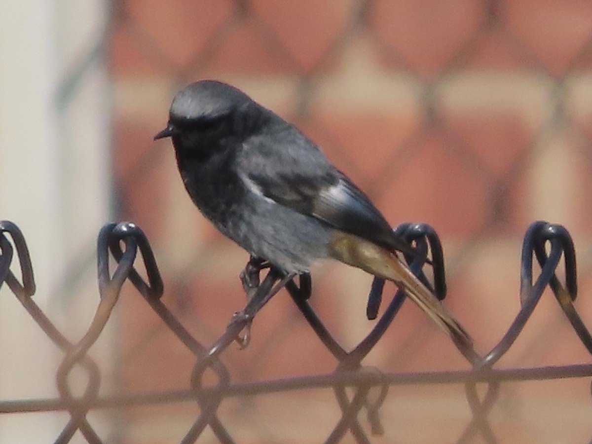 Black Redstart - christopher stuart elmer