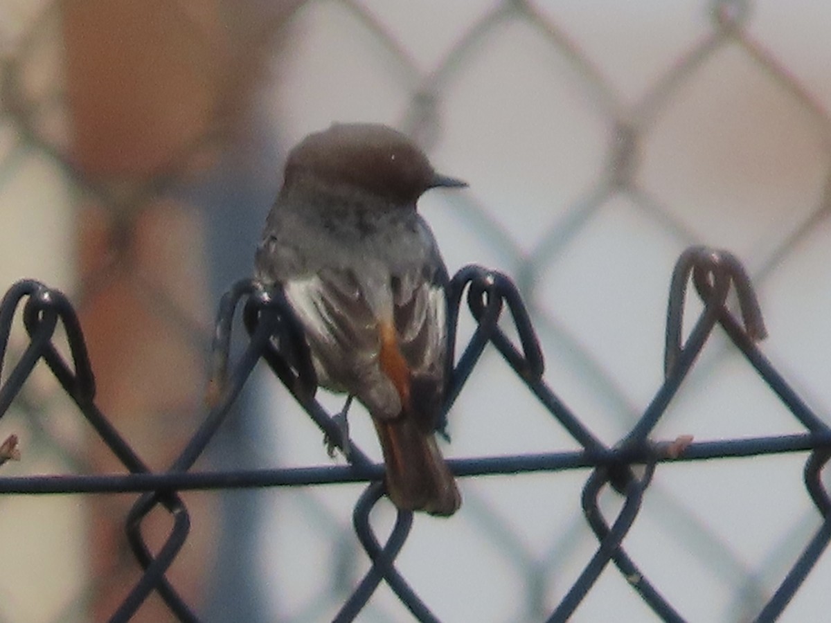 Black Redstart - christopher stuart elmer