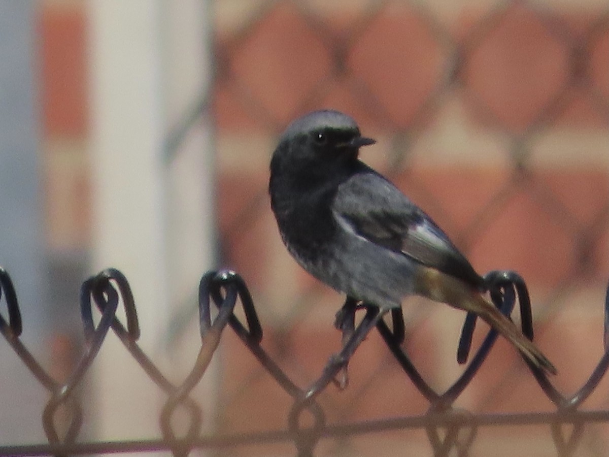 Black Redstart - christopher stuart elmer