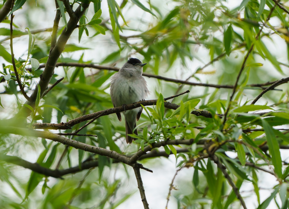 Eurasian Blackcap - Sara Nowak