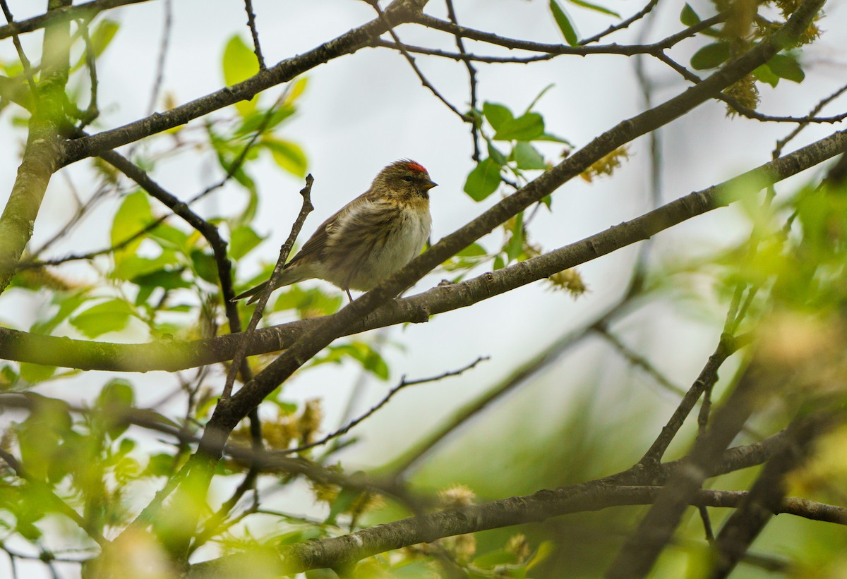 Lesser Redpoll - Sara Nowak