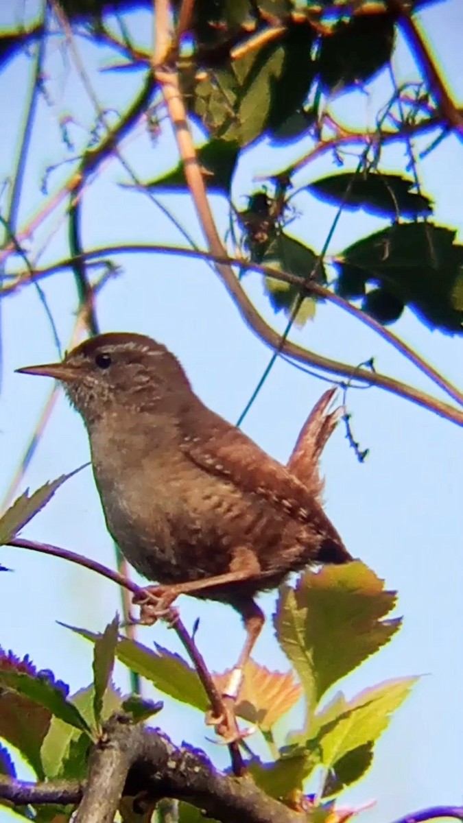 Eurasian Wren - Laurent Pascual-Le Tallec