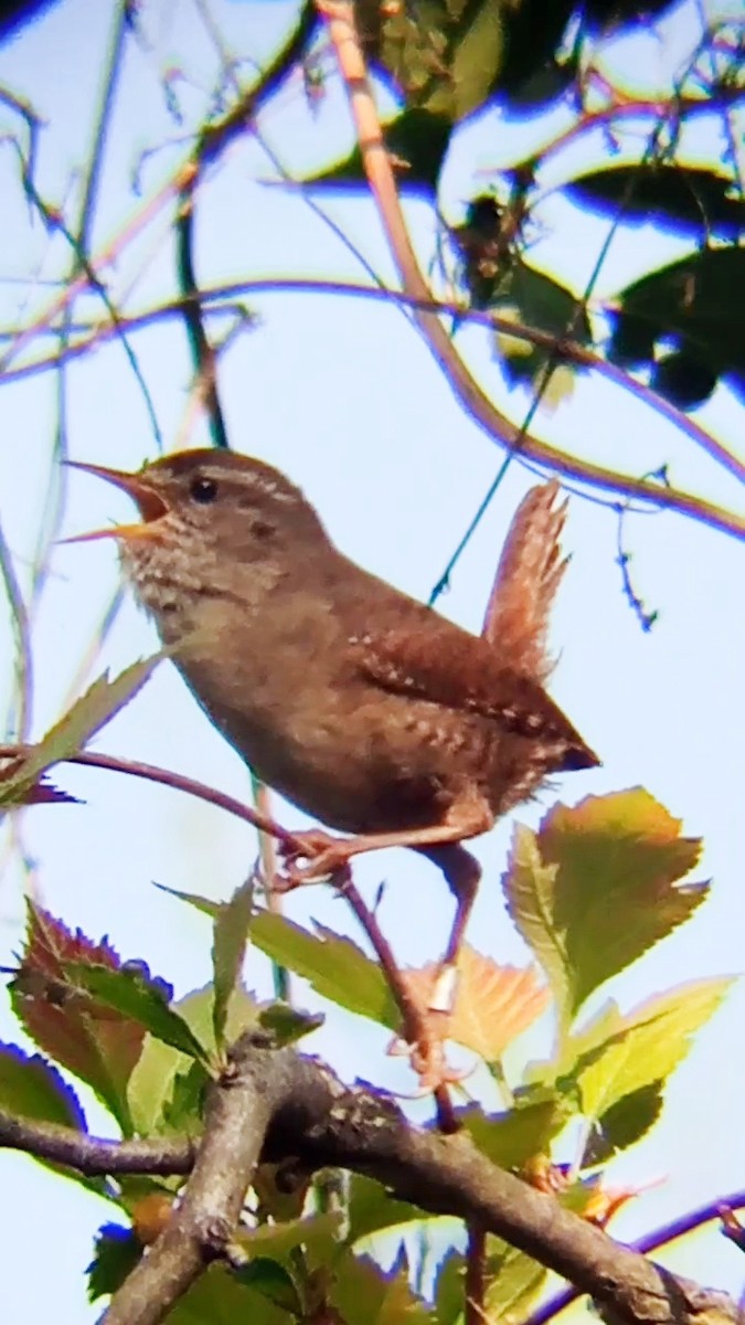 Eurasian Wren - Laurent Pascual-Le Tallec