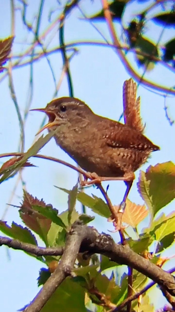 Eurasian Wren - Laurent Pascual-Le Tallec