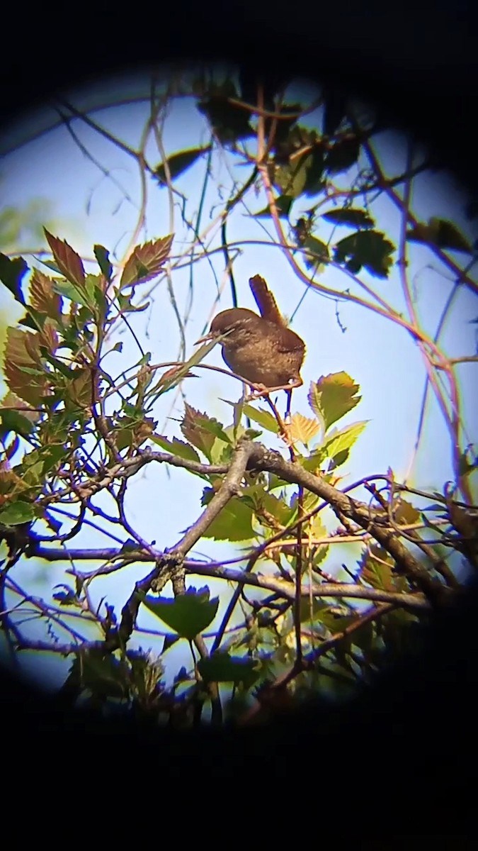 Eurasian Wren - Laurent Pascual-Le Tallec