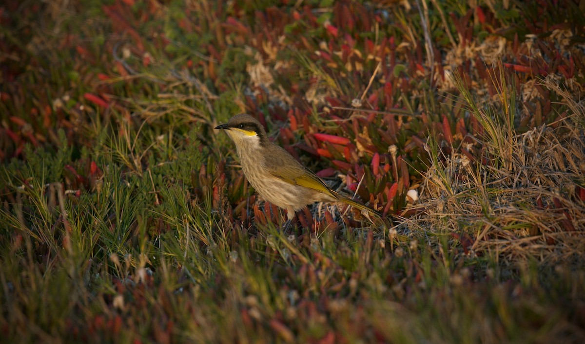 Singing Honeyeater - David  Tytherleigh