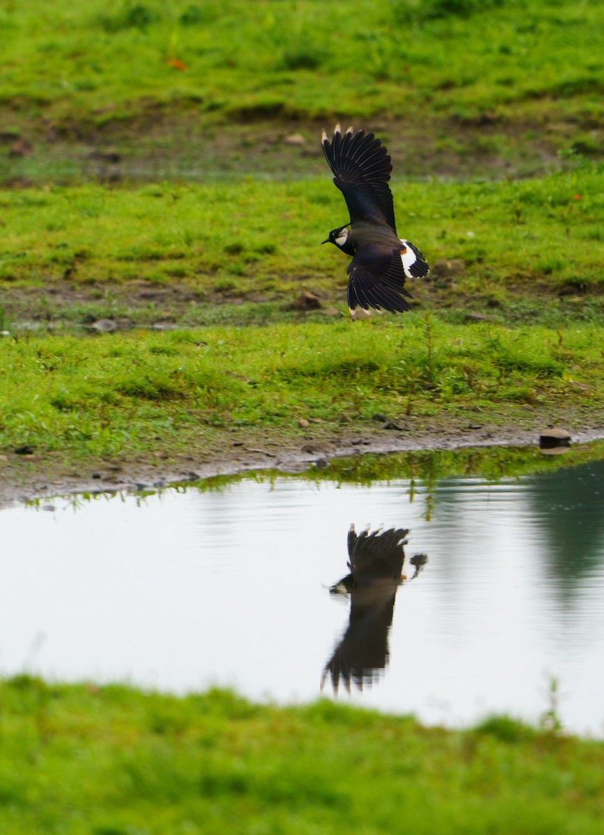 Northern Lapwing - Sara Nowak