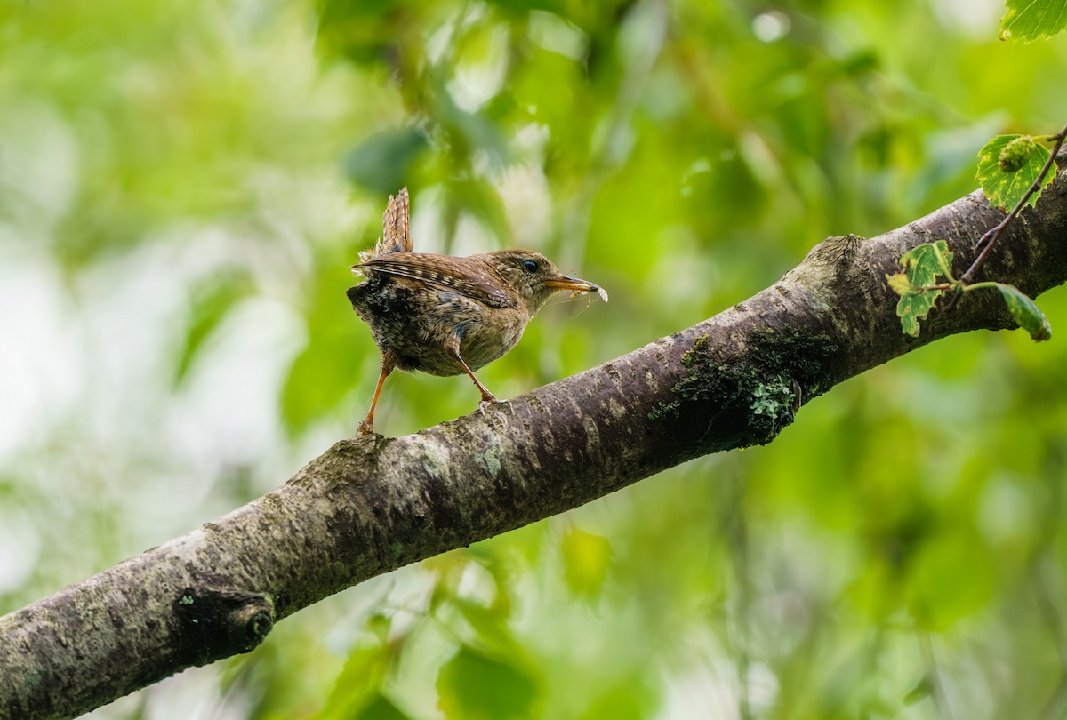 Eurasian Wren - Sara Nowak