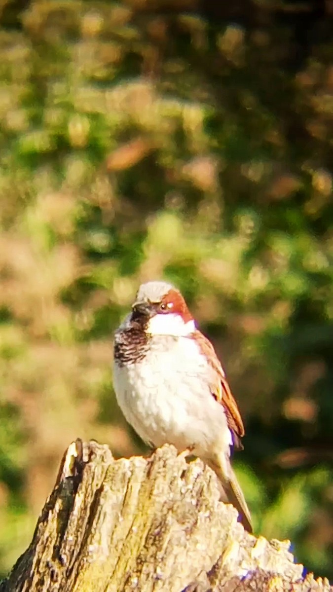 House Sparrow - Laurent Pascual-Le Tallec