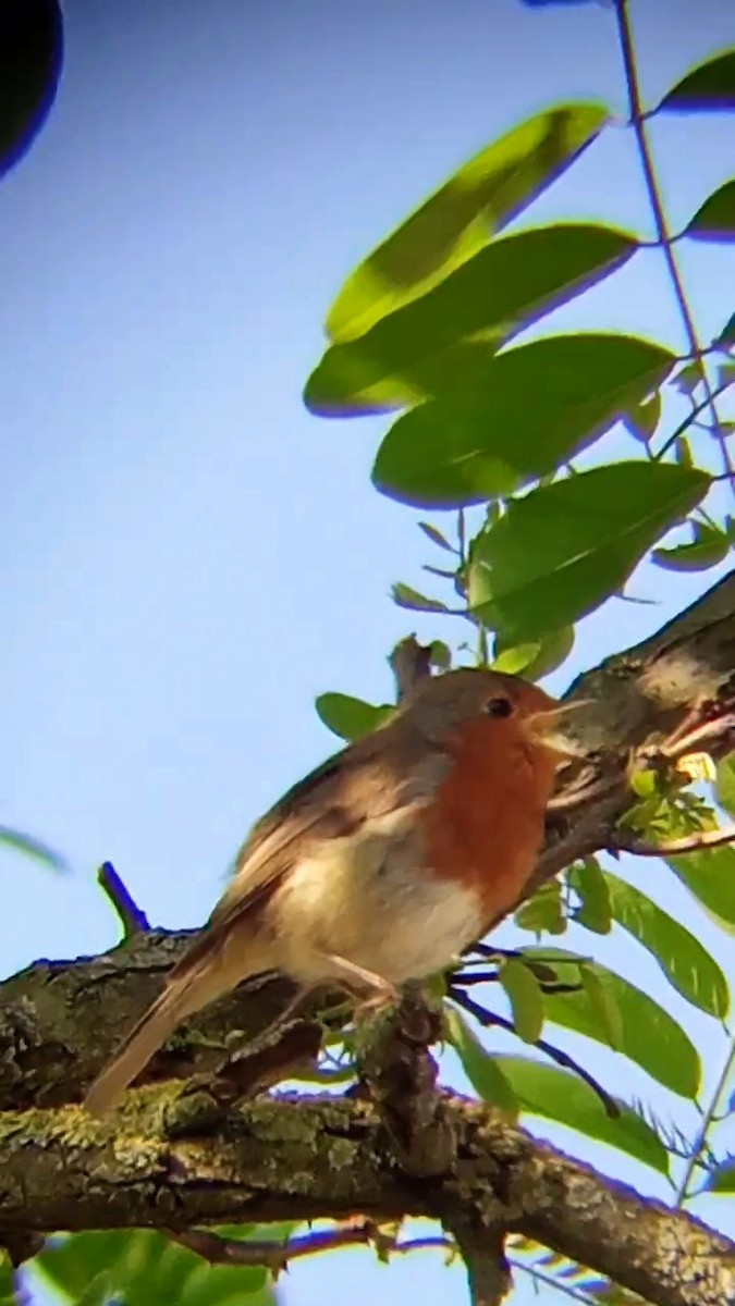 European Robin - ML619559487